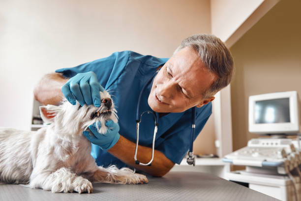 Best Emergency Dental Care for Abscessed Tooth in Curwensville, PA